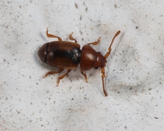 Kateretes pedicularius
