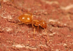 Lasius flavus