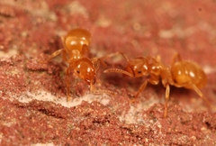 Lasius flavus