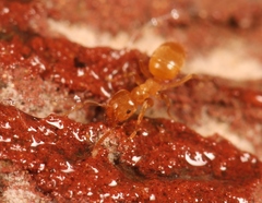 Lasius flavus