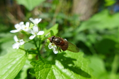Rhingia