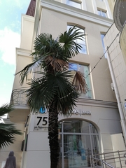 Trachycarpus fortunei