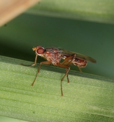 Norellia spinipes