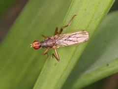 Norellia spinipes