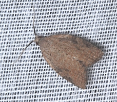 Meritastis