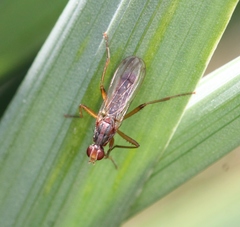 Norellia spinipes