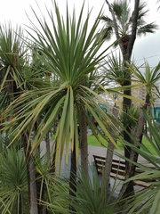 Cordyline australis
