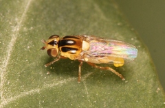 Thaumatomyia notata