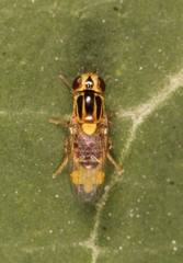 Thaumatomyia notata