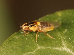 Thaumatomyia notata
