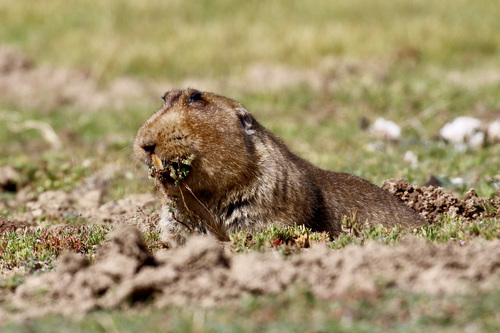 Giant Root Rat (Tachyoryctes macrocephalus) · iNaturalist