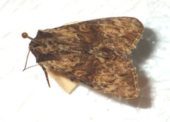 Apamea crenata