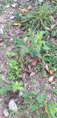 Magnoliopsida