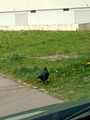 Corvus corone