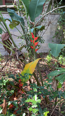Heliconia bihai