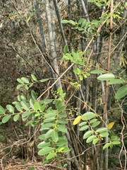 Phyllanthus reticulatus