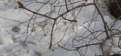 Magnoliopsida