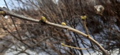 Syringa vulgaris