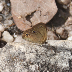 Pharneuptychia innocentia