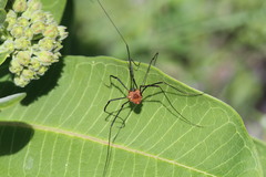 Leiobunum calcar