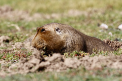 Tachyoryctes macrocephalus