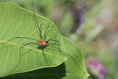Leiobunum calcar