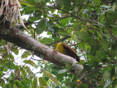 Psarocolius bifasciatus