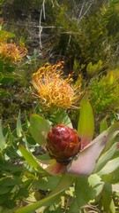 Leucadendron tinctum