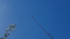 Thermorthemis madagascariensis