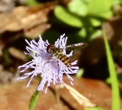 Toxomerus verticalis