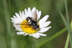 Sericomyia lata