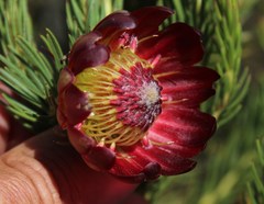 Protea nana