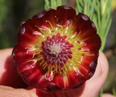 Protea nana