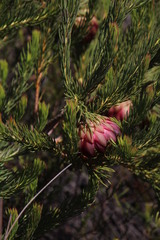Protea nana