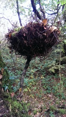 Cystotheca lanestris