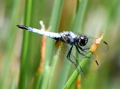 Aethriamanta gracilis