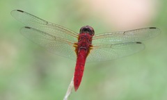 Urothemis signata insignata