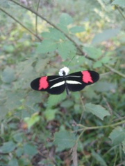 Heliconius erato