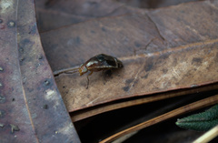 Depressa striatipennis