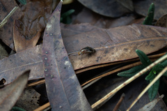 Depressa striatipennis