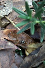 Depressa striatipennis