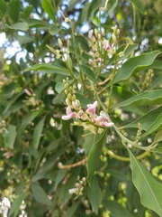 Indigofera ammoxylum