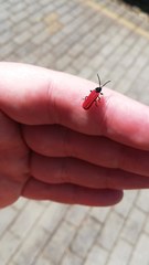 Benibotarus alternatus