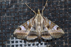 Agrioglypta fulguralis