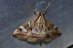 Agrioglypta fulguralis