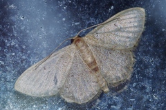 Idaea sakuraii