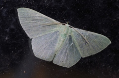 Thalassodes intaminata