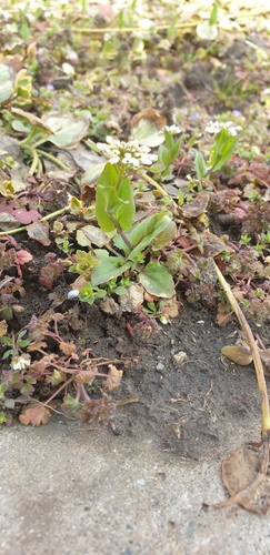 Image of Noccaea praecox by (c) Алена Ручка, some rights reserved (CC BY)