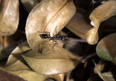 Myrmecia forficata