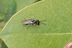 Derandrena